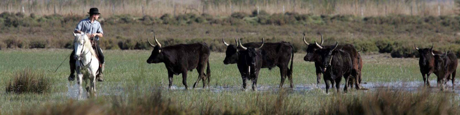 activite-journee-camarguaise-1